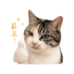 Sunny_20260611135127