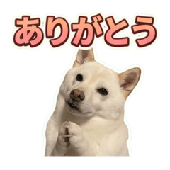white shiba_20260611134800