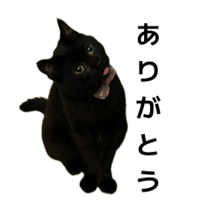 kobayashike_neko