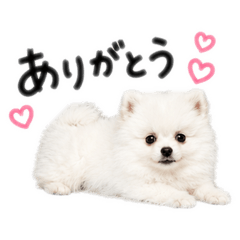 ponyomaru_20260611134504