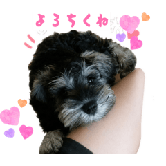 SUZU_20260612052514