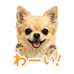 KII_20260612