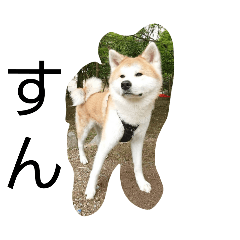 gin_20260612101506
