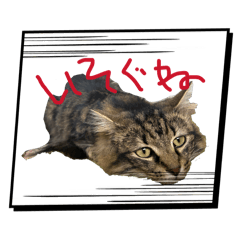 mimimi_2tibiti