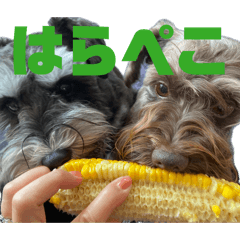 Aya_20260612114707