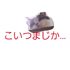 neko3710