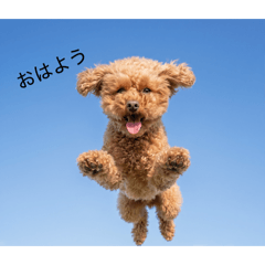 マイポート