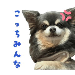 MIMI_20260612133900