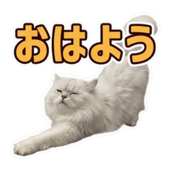 sugar_20260612134312