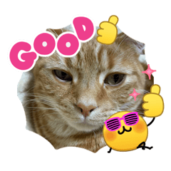 cat_20260612140042