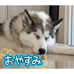 Ame&Goma_20260612141001