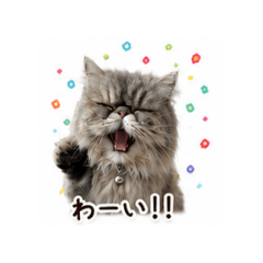 wappaya_20260612141352