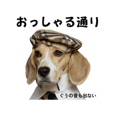 kinako_20260612141624