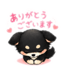 chiwawan_20260612141128