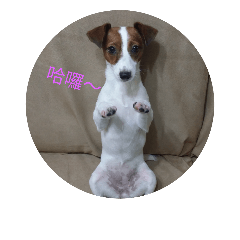 旺喵家族