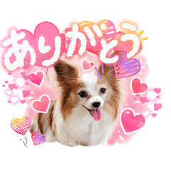 Papillon,flancois