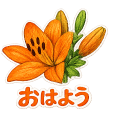 Meru Kobo_20260612161137