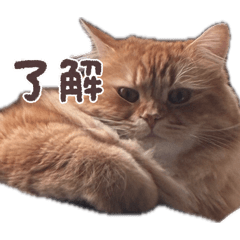 Mayu_20260612175143