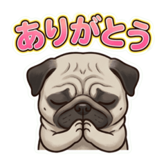 pug momotaro