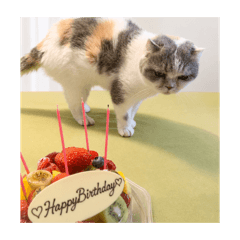 my cat_20260612200424