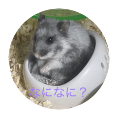 samu_20260612202946