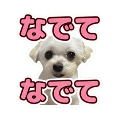 yumeko_20260612204042
