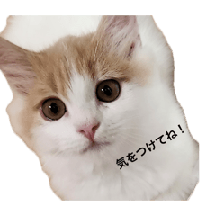 latte_20260612215232