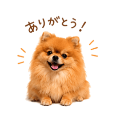 potato_20260613003727