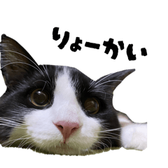 nekosan_20260613010517