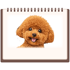 cute-dog-popo