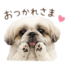 ペキニーズのきなこ2