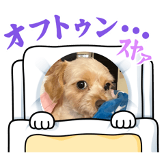 koto_20260613015927