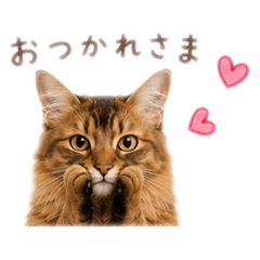 Satsuki_20260613024626