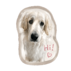 englishgoldenhaku