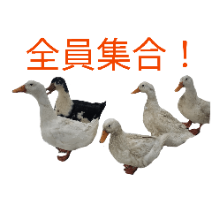 duck club good stamps