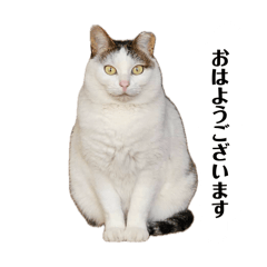 Everyday with Momo chan