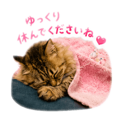 sleepy floofy cat