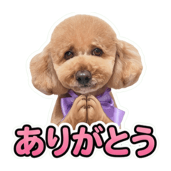 Teddy_20260612223408