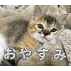 taiti_20260612225532