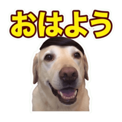 cospraydog