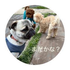 kiwi_20260612233826