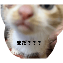 nyan_0111