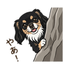 Daily Life of a Black Tan Chihuahua