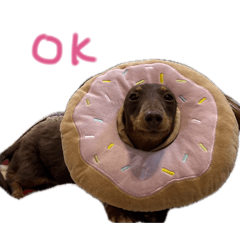 Dog(cocoa)