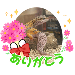 aki_20260613082634