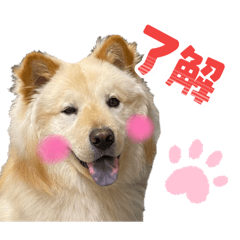 Ayumi_20260613130159