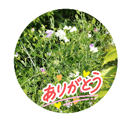 asae.kuwahara_20260613152527