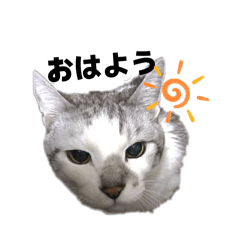 cat 122139