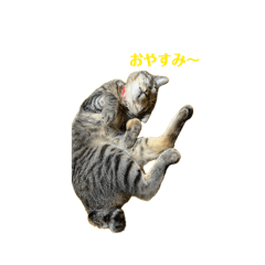 Mitsu_20260613161925