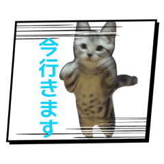 Usagi_20260613162230